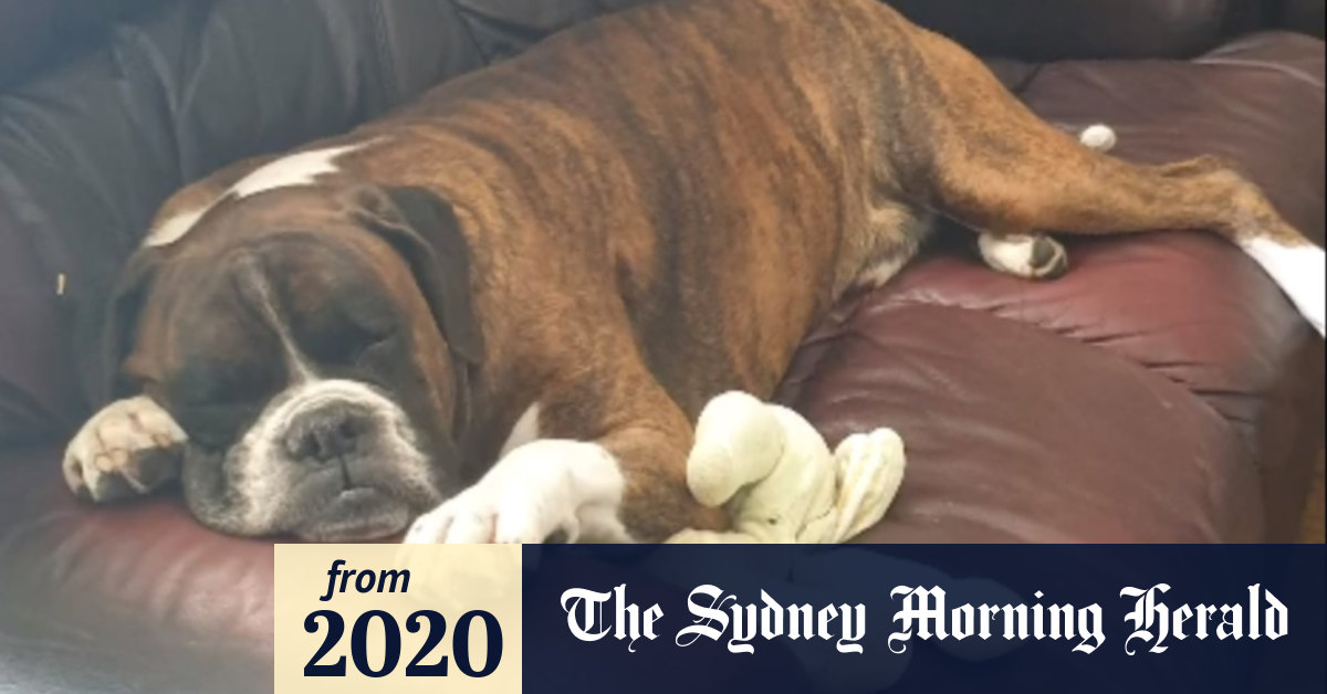 Qantas apologises after death of dog on plane